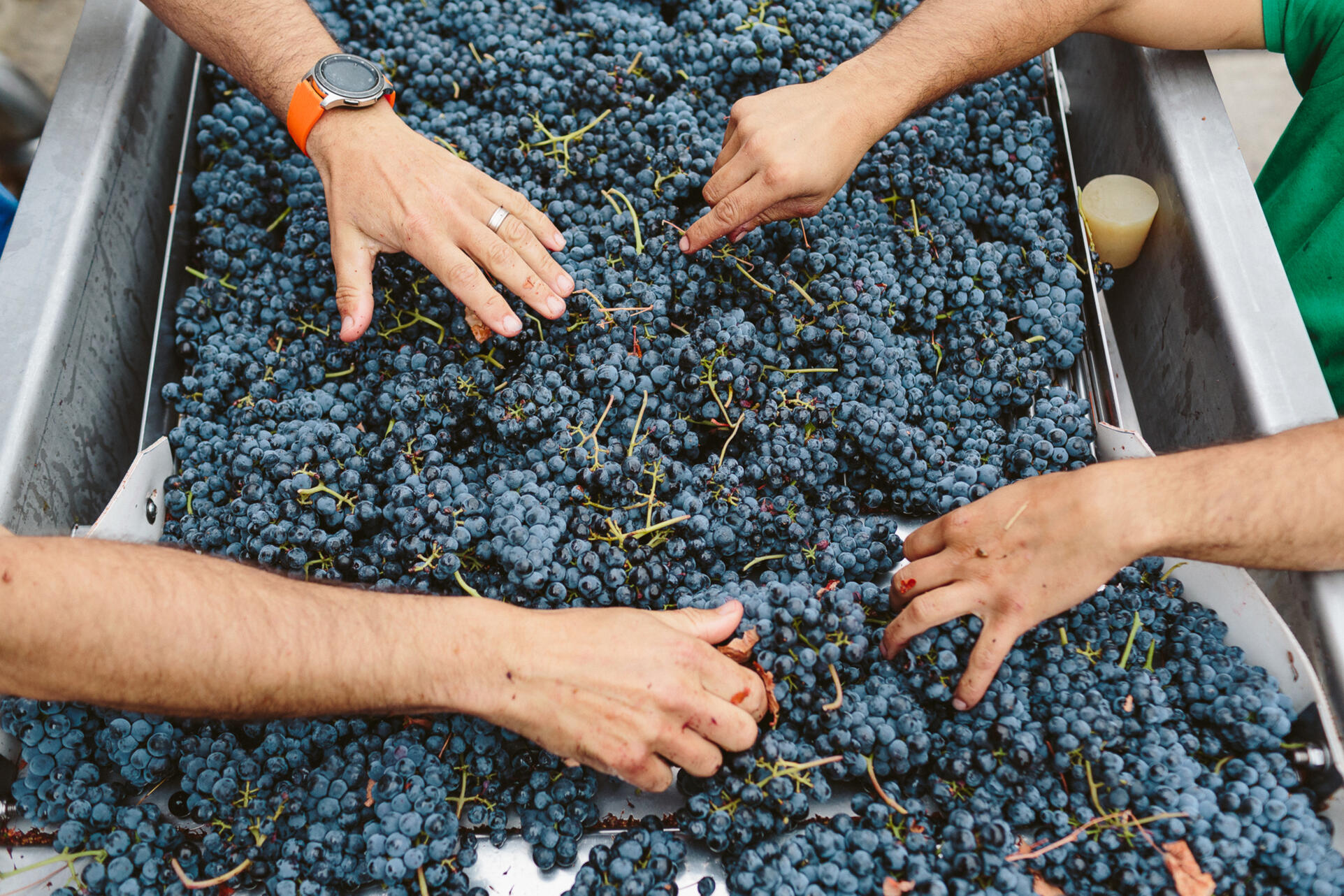 Vindima na Quinta da Pedra Alta