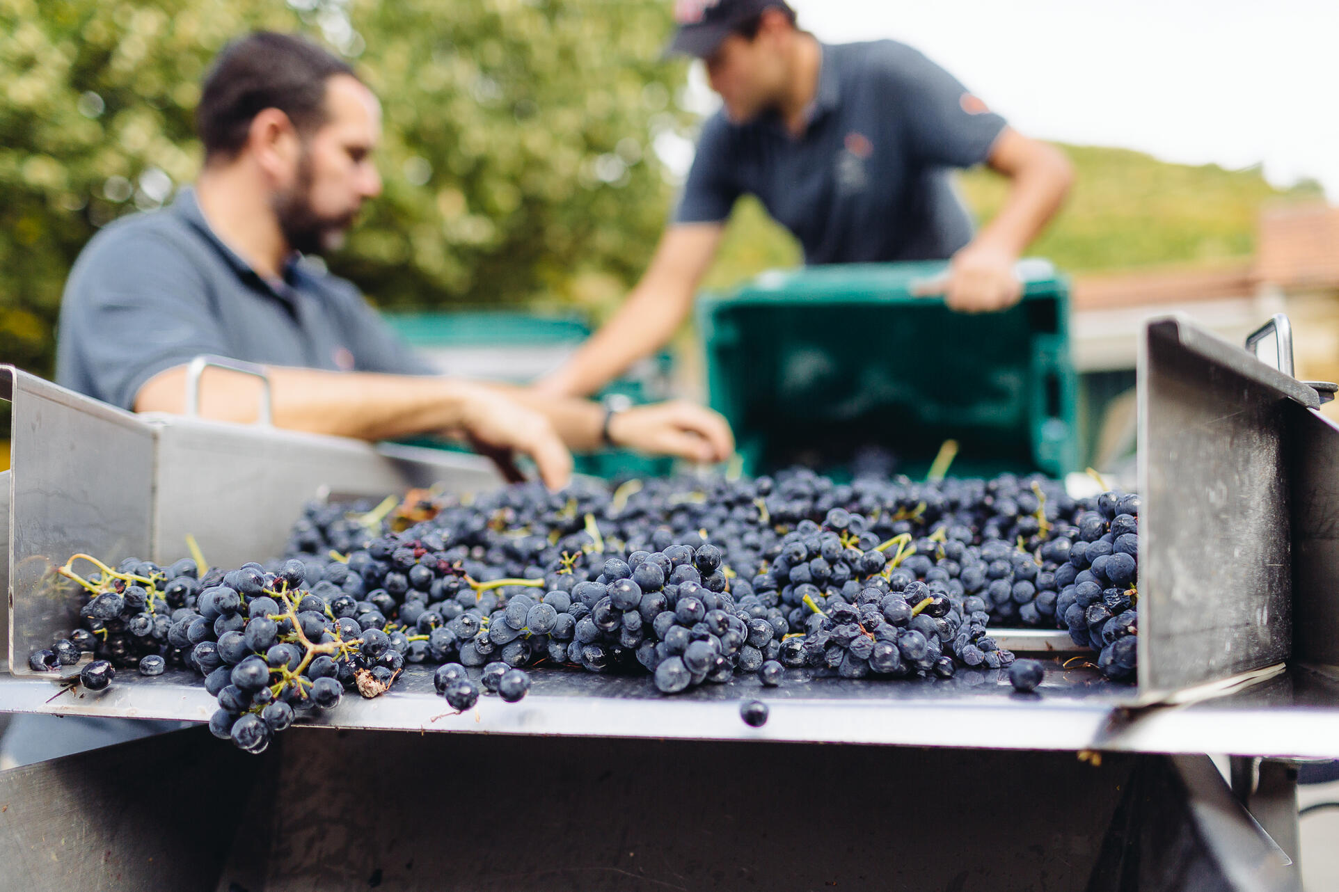 Vindima na Quinta da Pedra Alta 2022