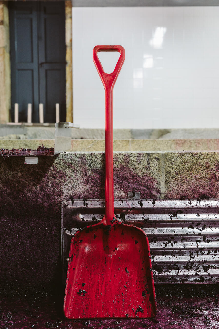 Vindima na Quinta da Pedra Alta